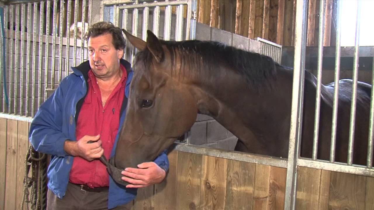 Phillip Dando Profile as Horse Trainer - Daily Phillip Dando Horse ...